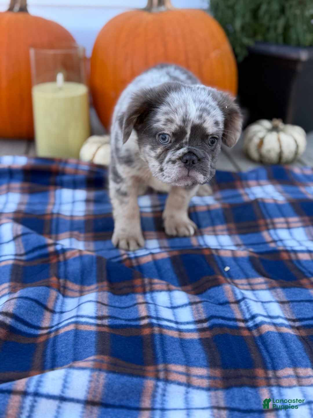 French Bulldog dogs for sale: achilles - Ad 1