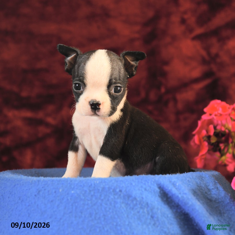 Boston Terrier dogs Chuck - Ad 1