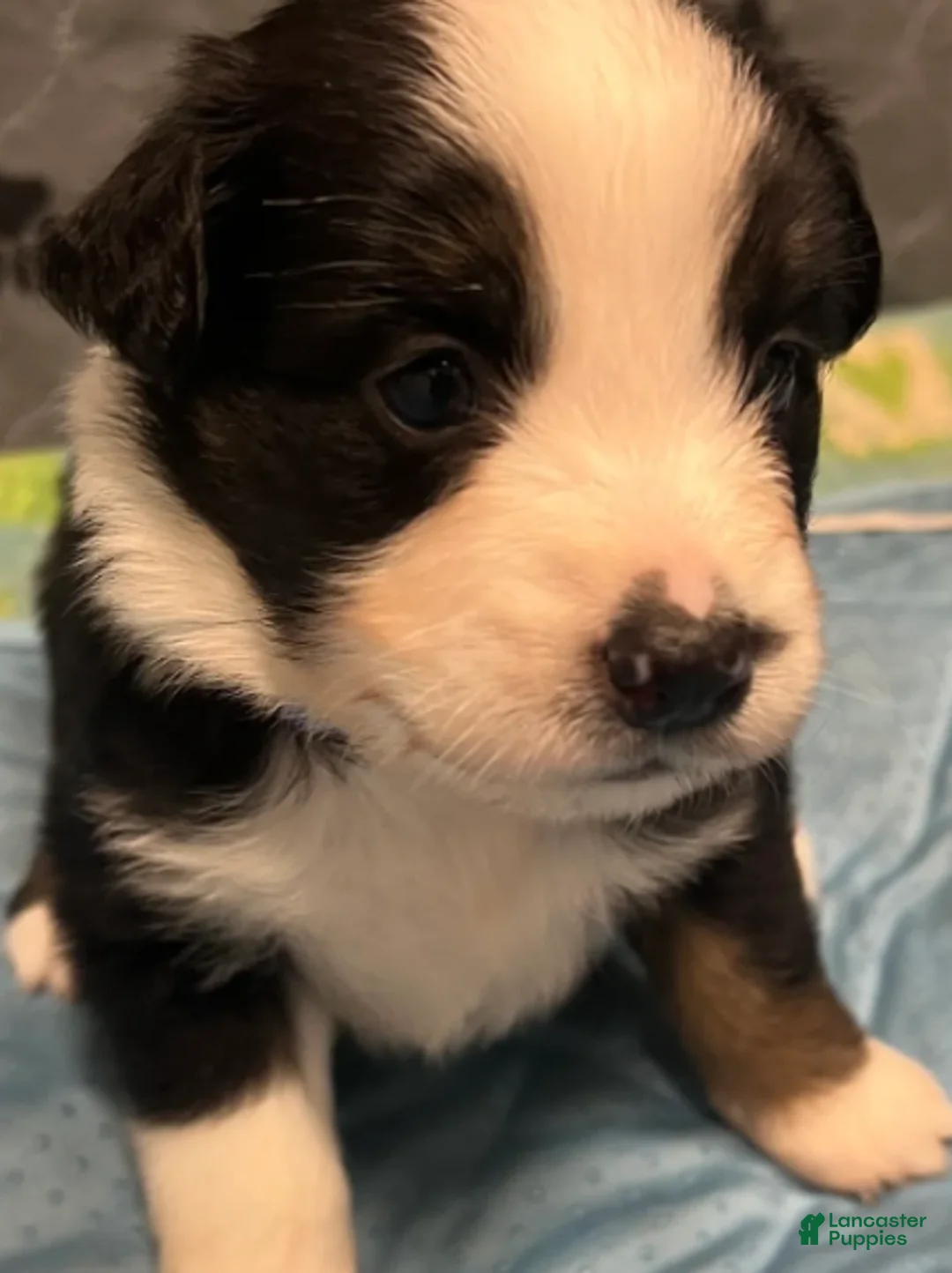 Australian Shepherd dogs for sale: Cole - Ad 1