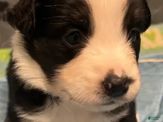 Australian Shepherd dogs for sale: Cole - Ad 1