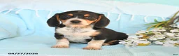 Beagle dogs for sale: Darcy - Ad 5