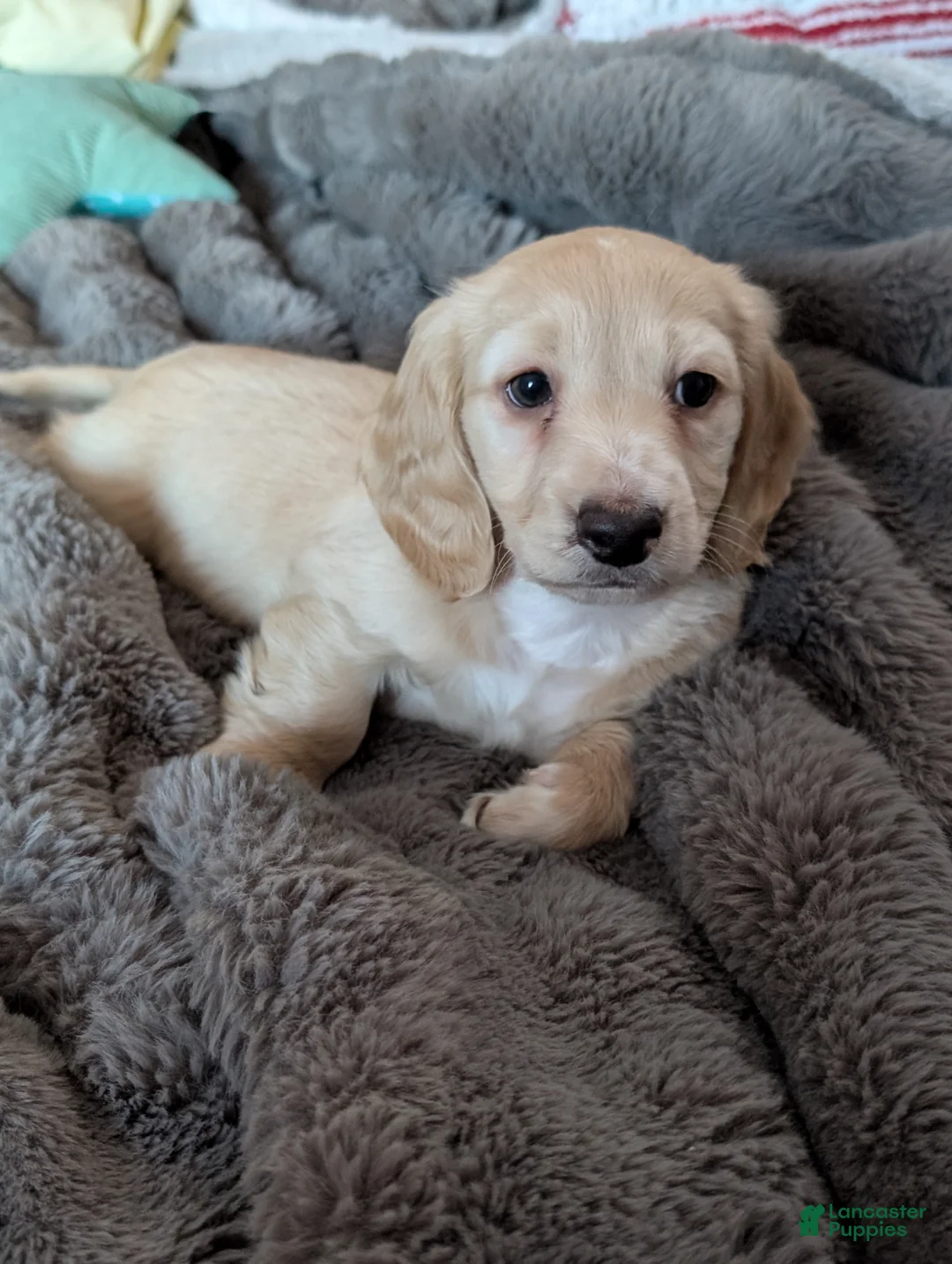 Miniature Dachshund dogs for sale: Miniature Dachshund Puppy 1 - Ad 1