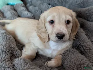 Miniature Dachshund dogs Miniature Dachshund Puppy 1 - Ad 5