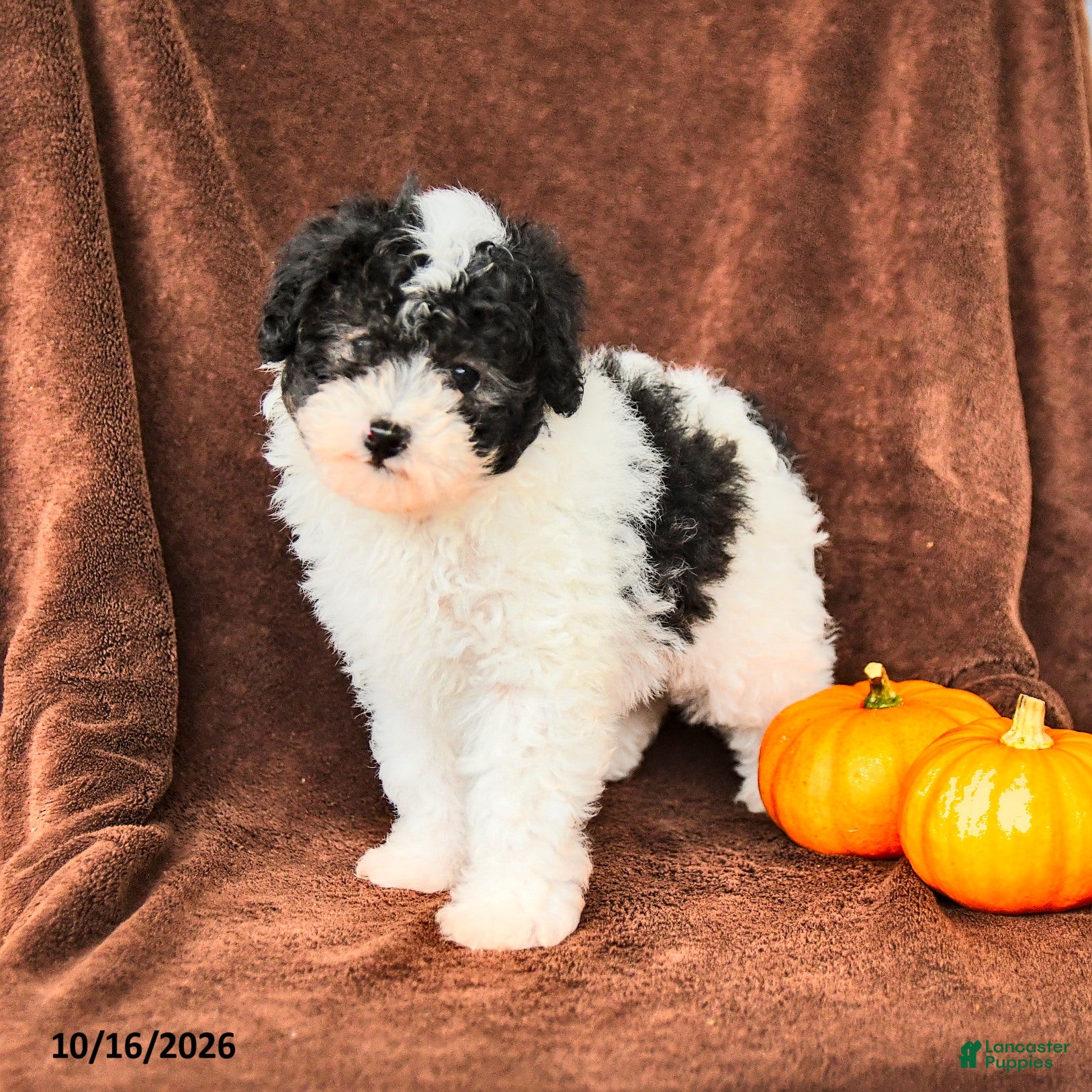 Miniature Poodle dogs Oreo - Ad 2