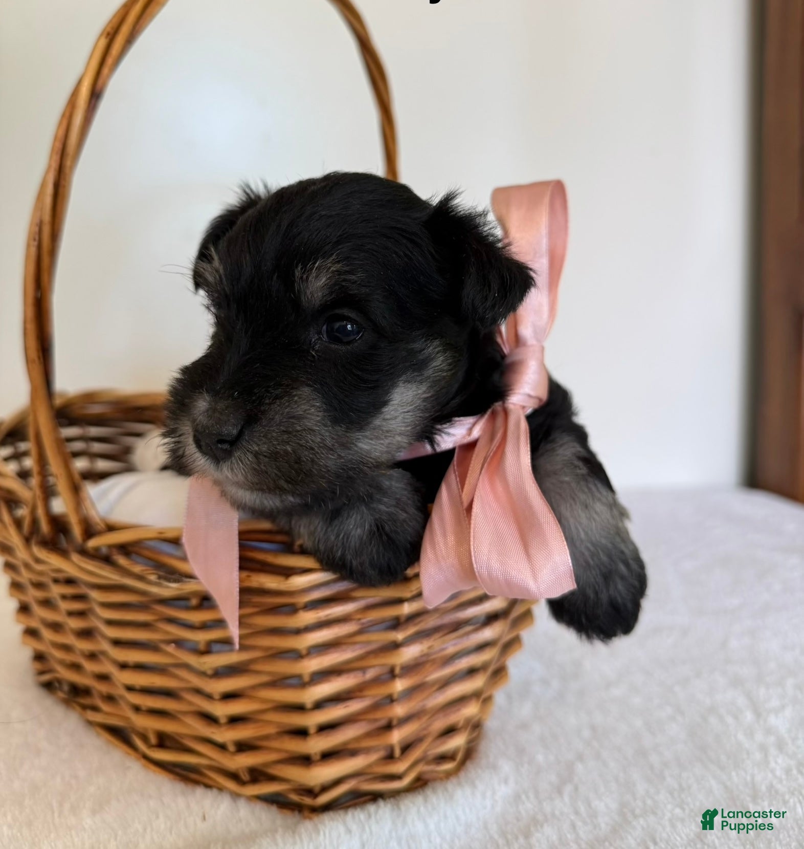Miniature Schnauzer dogs Fluffy Miniature Schnauzer  - Ad 2