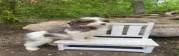 Bernedoodle dogs for sale: Pete - Ad 8