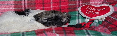 Havanese Puppy 2