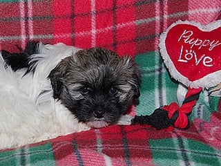 Havanese dogs Havanese Puppy 2 - Ad 11