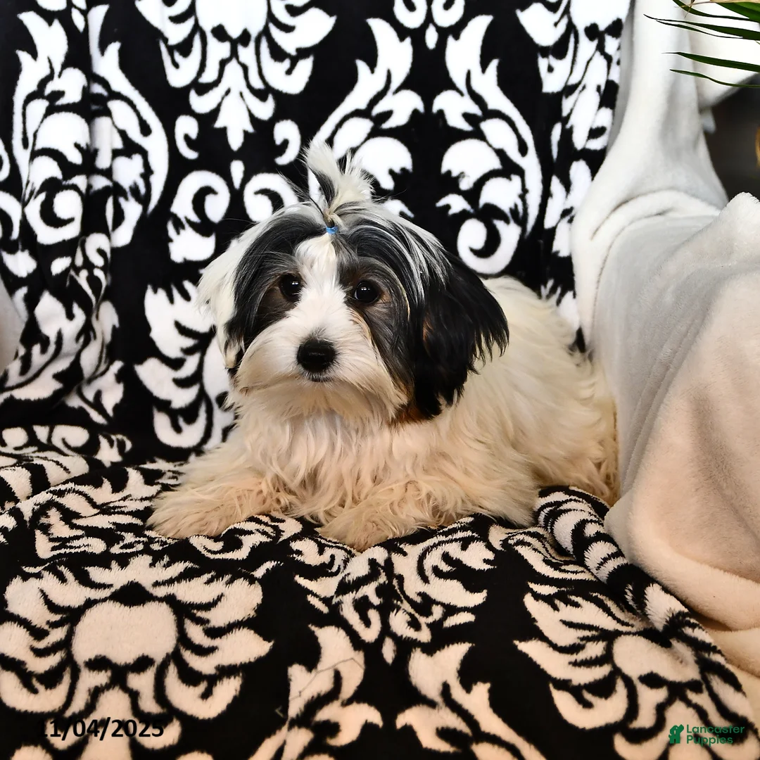 Biewer Terrier dogs for sale: Mervin - Ad 5