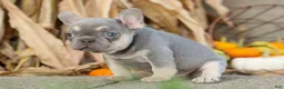 French Bulldog dogs for sale: Roxie🌸 - Ad 7
