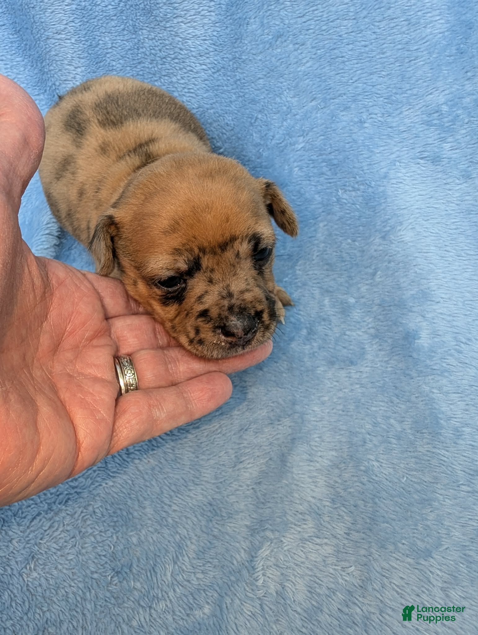 Mixed Breed dogs Romeo Merle - Ad 1