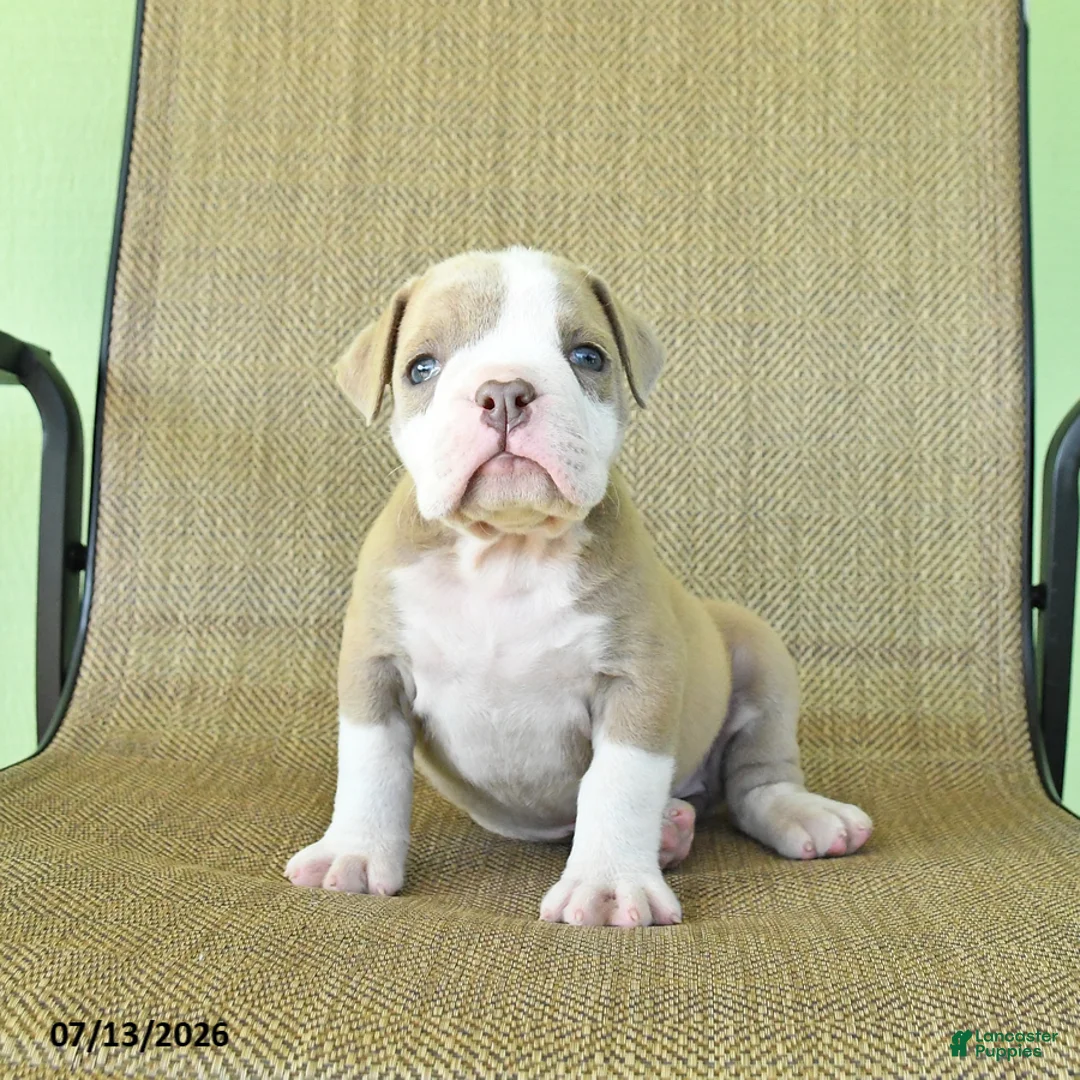 Olde English Bulldogge dogs for sale: Sugar - Ad 3