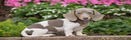 Miniature Dachshund dogs for sale: Tiger - Mini - Ad 3