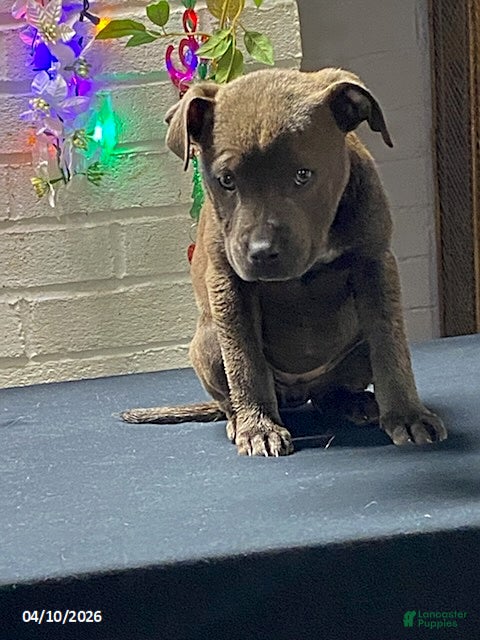 Mixed Breed dogs B Blue - Ad 2