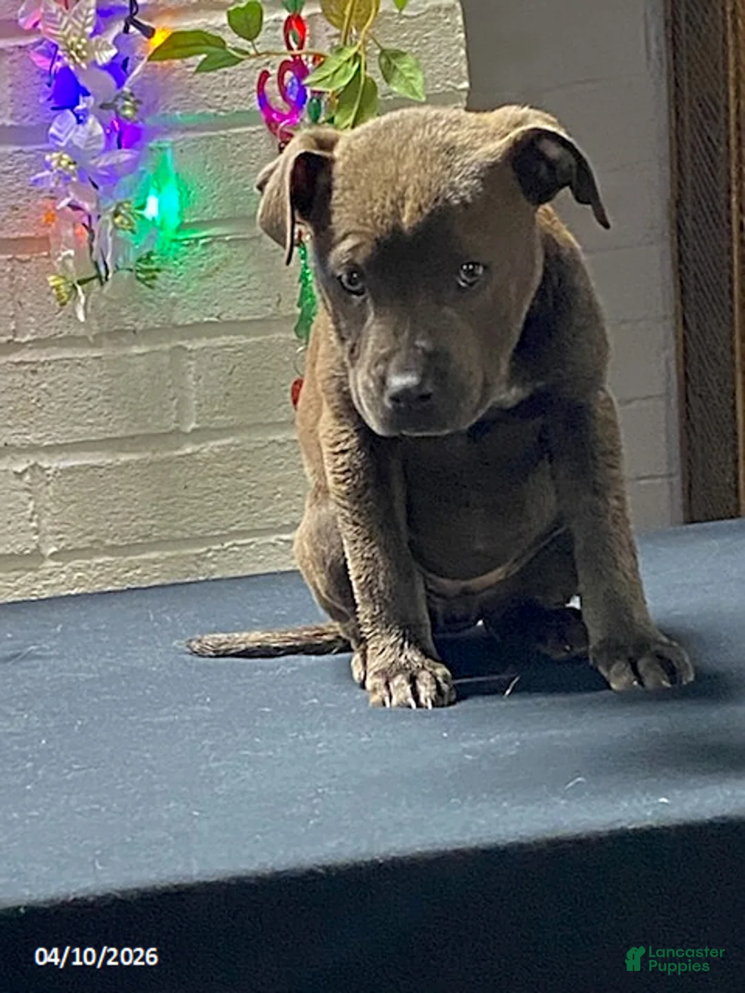 Mixed Breed dogs for sale: B Blue - Ad 2