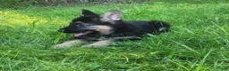 German Shepherd dogs for sale: URSULA - Ad 6