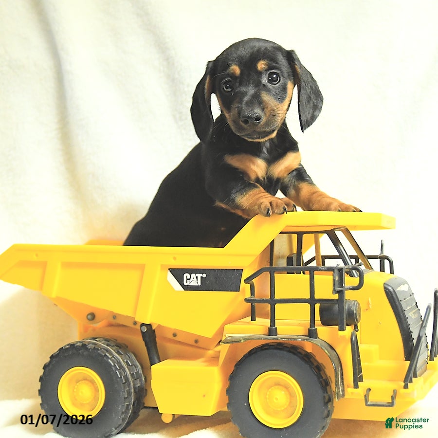 Miniature Dachshund dogs Dusty - Ad 9