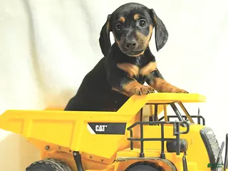 Miniature Dachshund dogs Dusty - Ad 32