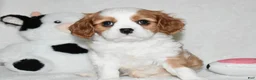 Cavalier King Charles Spaniel dogs for sale: Ulysses  - Ad 8