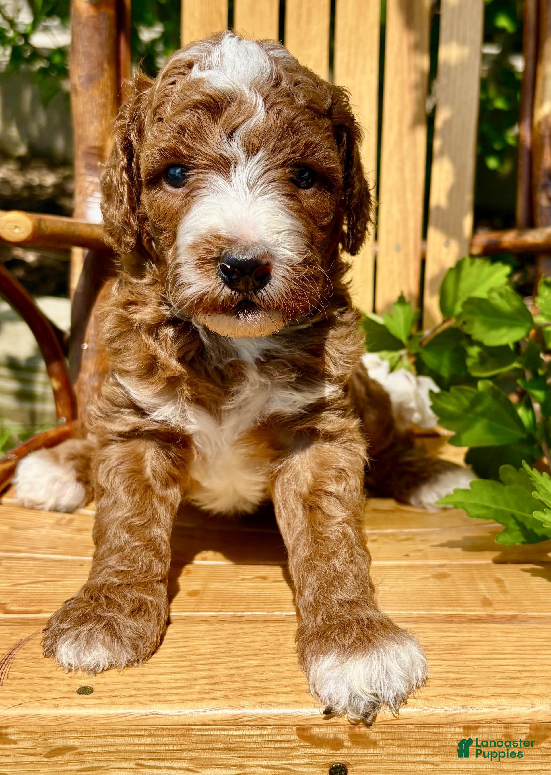 Mini Goldendoodle dogs for sale: Theodore - Ad 2