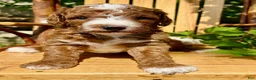 Mini Goldendoodle dogs for sale: Theodore - Ad 3