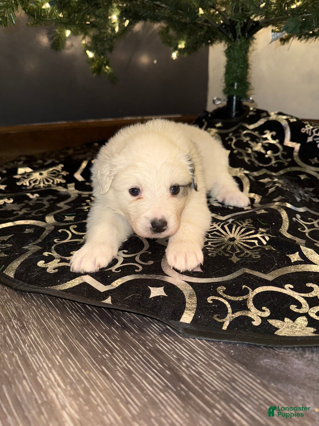 Great Pyrenees dogs for sale: Opal- yellow - Ad 1