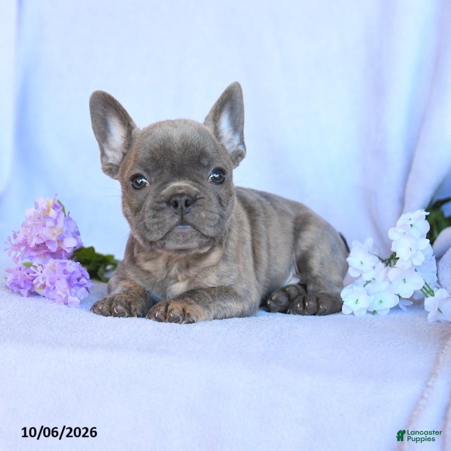 Frenchton dogs Ramsy - Ad 2