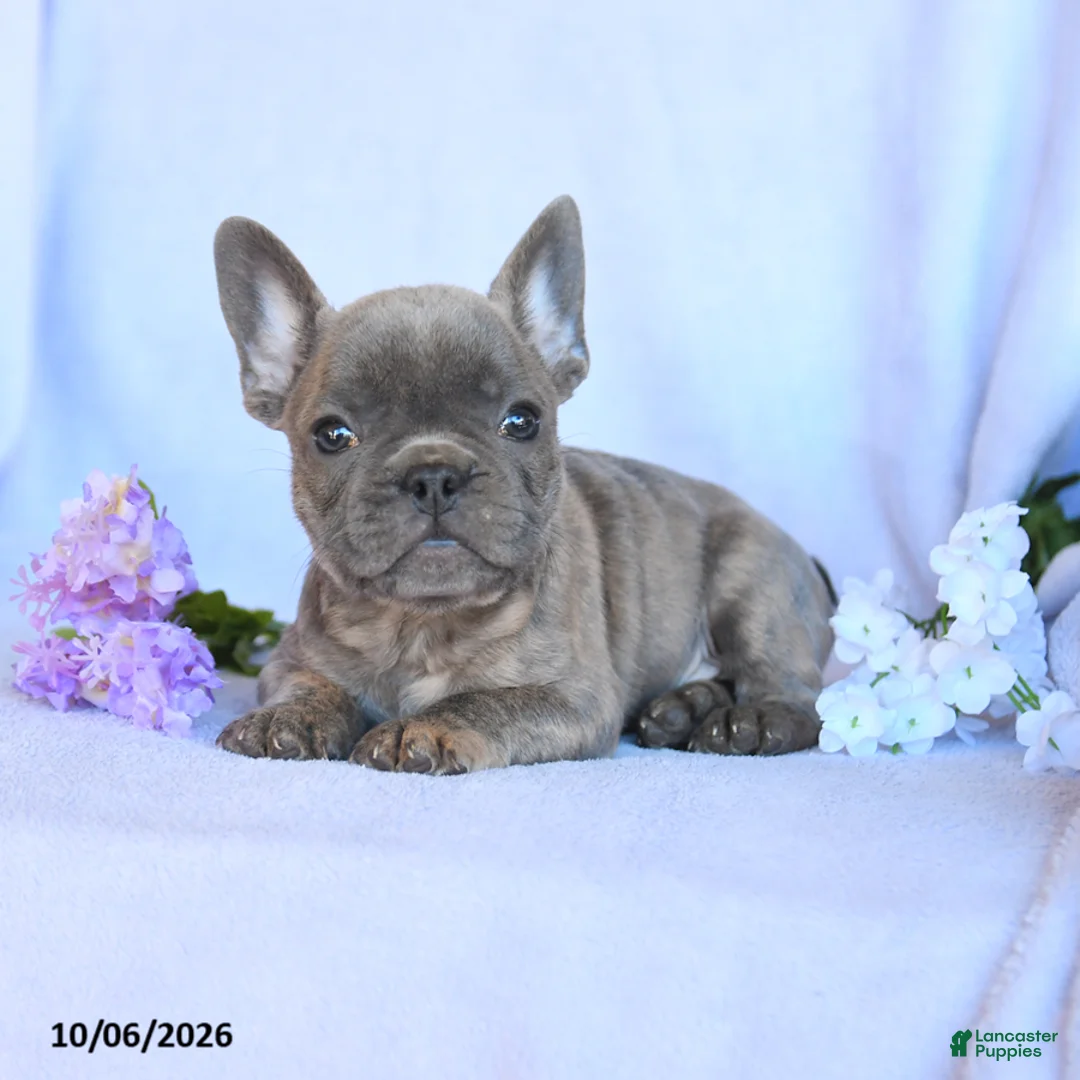 Frenchton dogs for sale: Ramsy - Ad 2