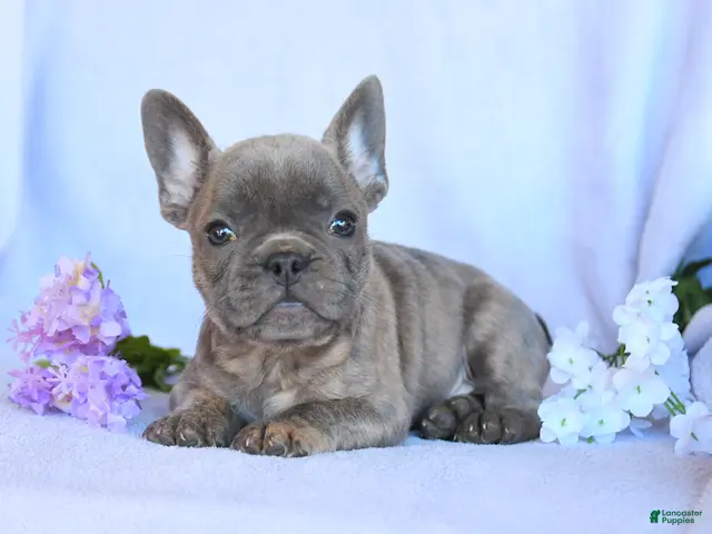 Frenchton dogs for sale: Ramsy - Ad 2