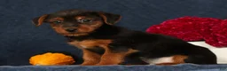 Yorkshire Terrier dogs for sale: Quest - Ad 5