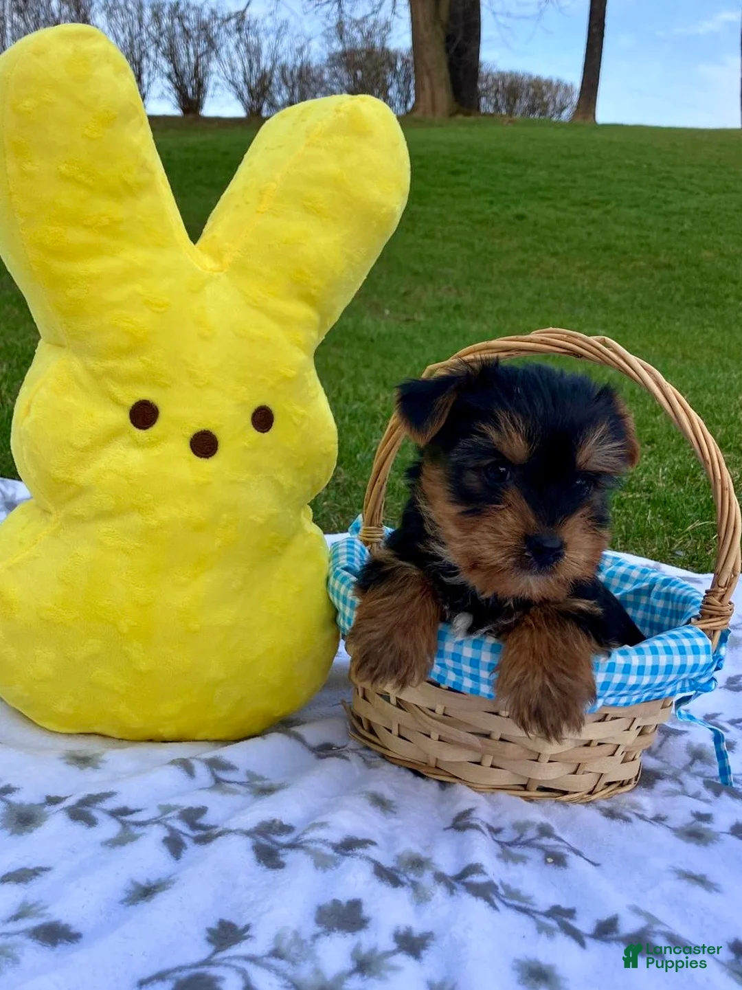 Yorkshire Terrier dogs for sale: Marley - Ad 2