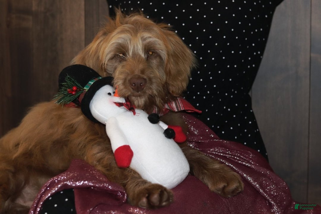 Mini Goldendoodle dogs for sale: Mini Goldendoodle Puppy 1 - Ad 11