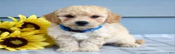 Bichpoo dogs for sale: Sammy - Ad 4