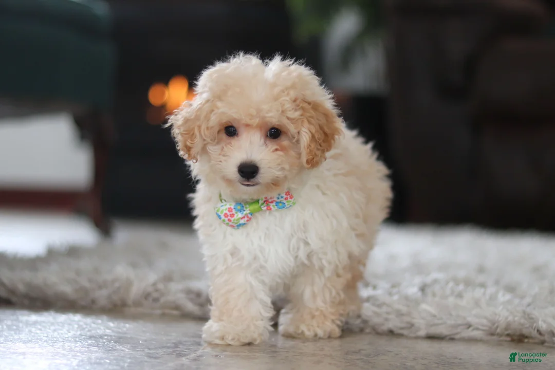 Maltipoo dogs for sale: Bodie - Ad 2
