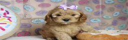 Cockapoo dogs for sale: Katie - Ad 8
