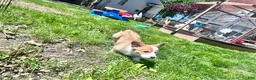 Welsh Corgi Pembroke dogs for sale: Dr. Dew - Ad 8