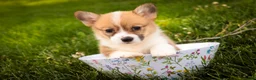 Welsh Corgi Pembroke dogs for sale: Zoe - Ad 1