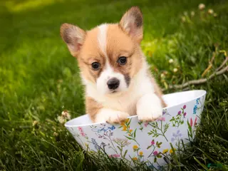 Welsh Corgi Pembroke dogs for sale: Zoe - Ad 3