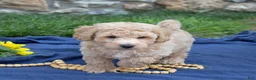 Bichpoo dogs for sale: Cricket - Ad 7