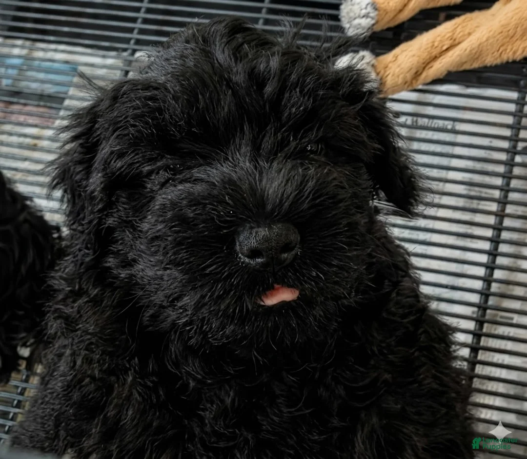 Schnauzer dogs for sale: Puppy 3 - Ad 1