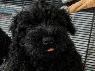 Schnauzer dogs Puppy 3 - Ad 1