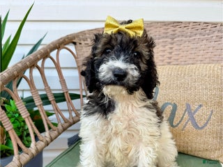 Saint Berdoodles dogs Ruth - Ad 5