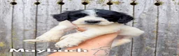 Goldendoodle dogs for sale: Maybach - Standard F1b - Ad 2