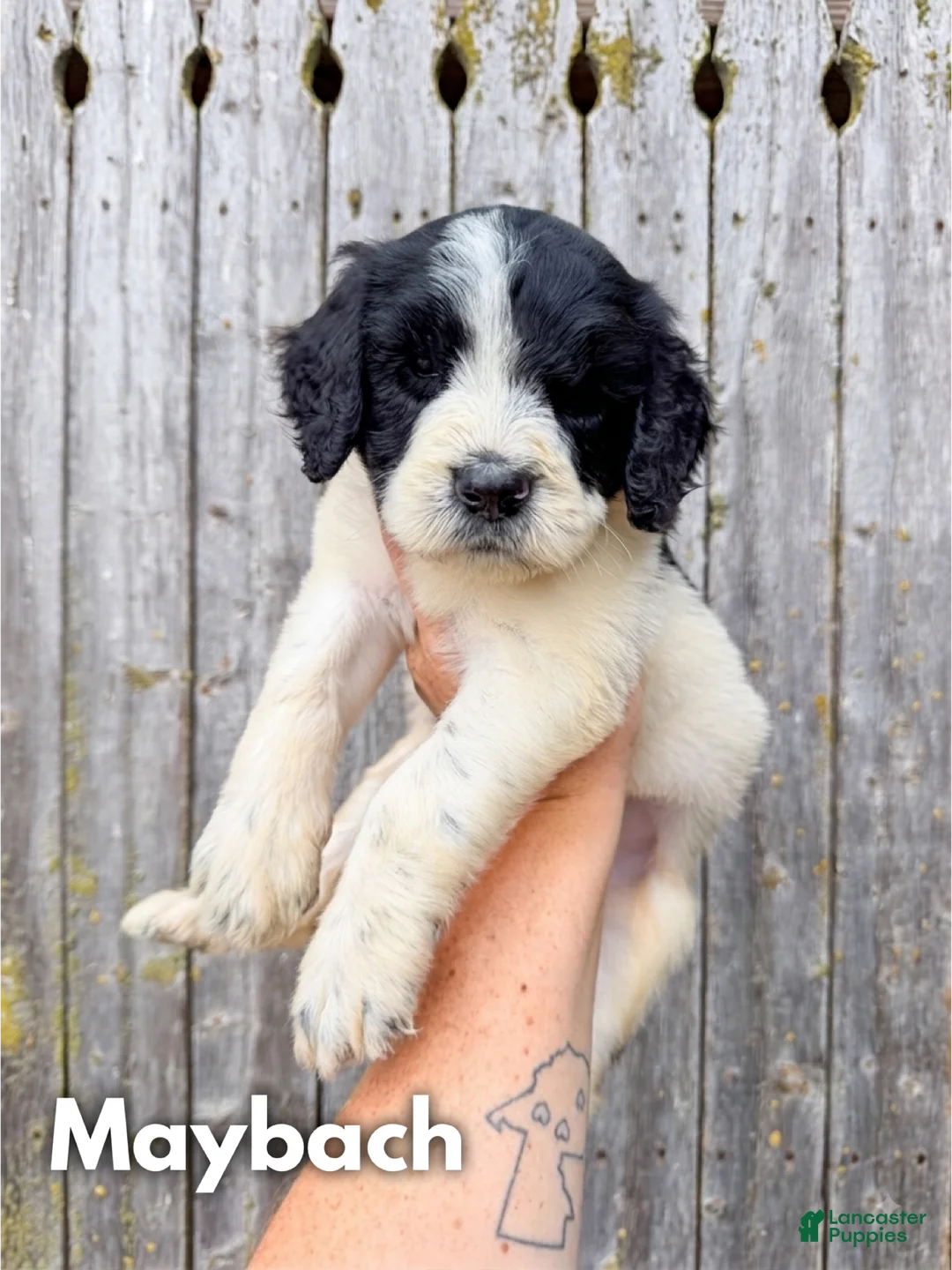 Goldendoodle dogs for sale: Maybach - Standard F1b - Ad 2