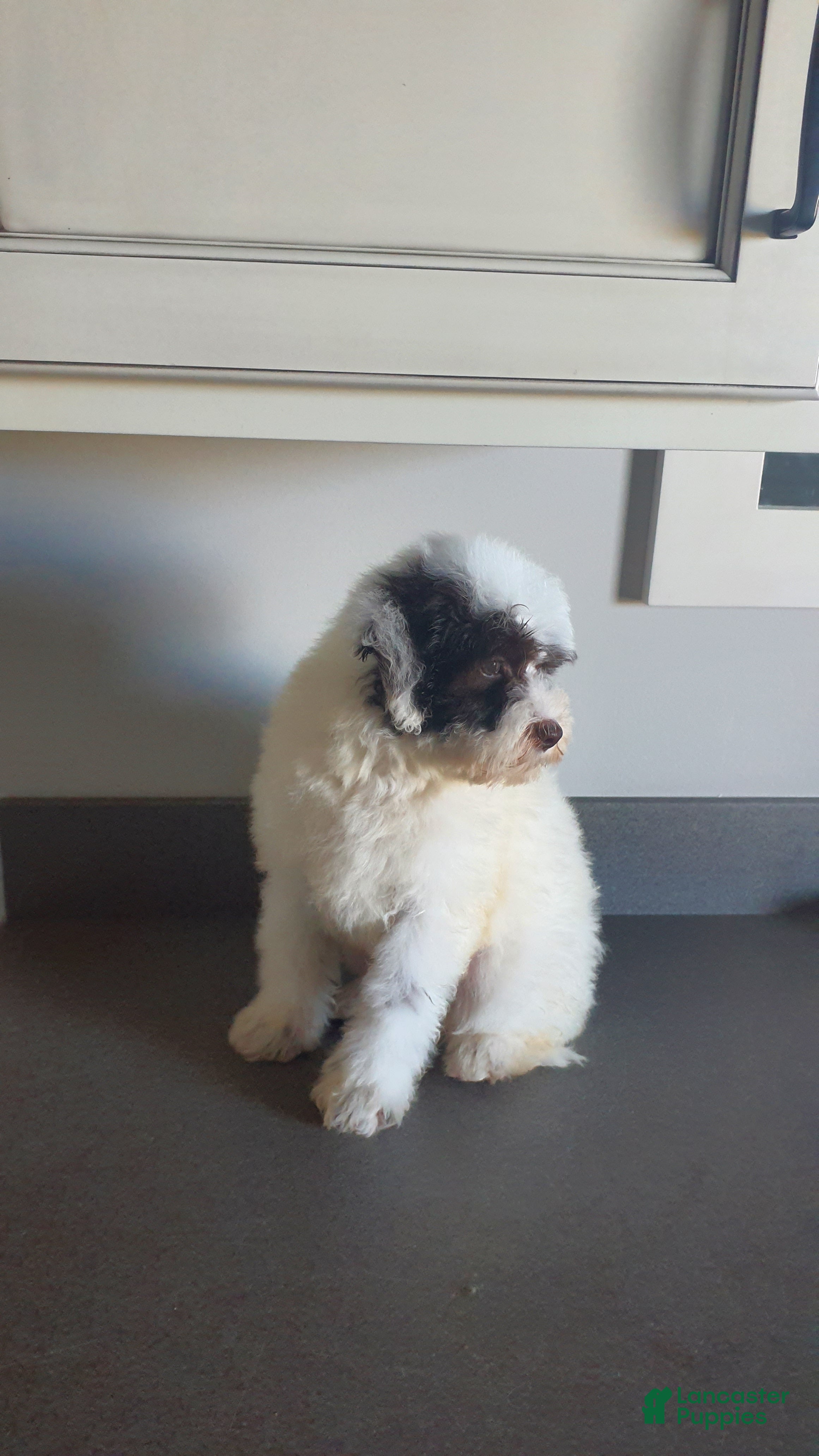 Aussiedoodle dogs for sale: Rexy - Ad 2