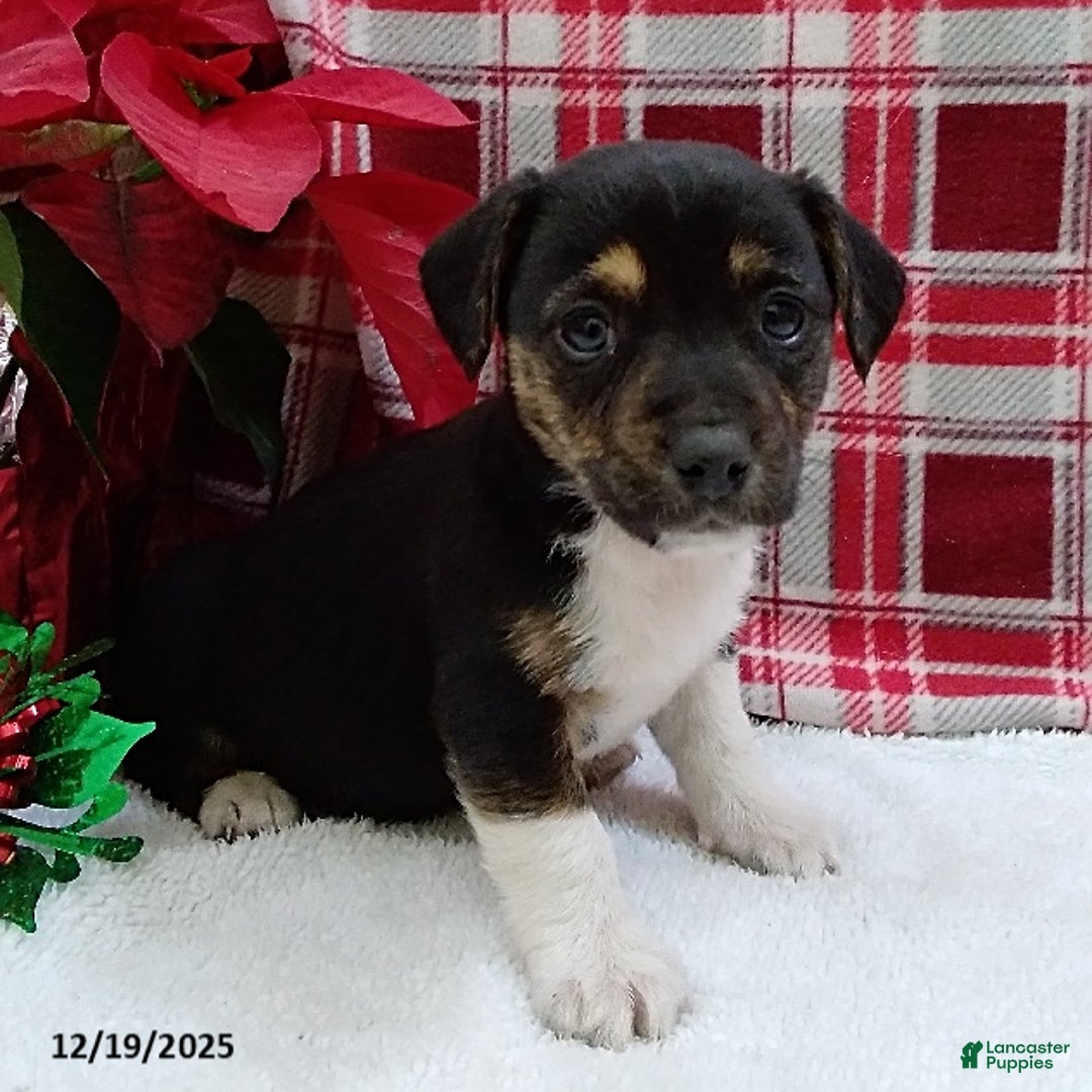 Mixed Breed dogs for sale: Tina - Ad 4