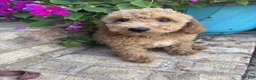 Miniature Labradoodle dogs for sale: Charlie - Ad 2