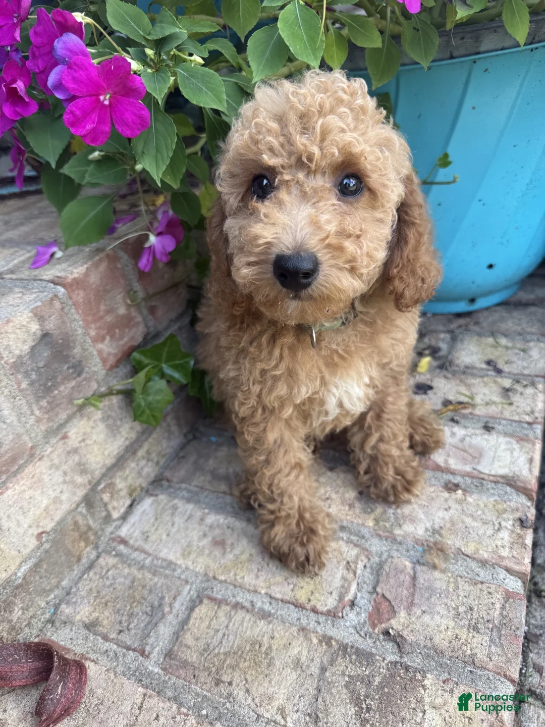 Miniature Labradoodle dogs for sale: Charlie - Ad 2