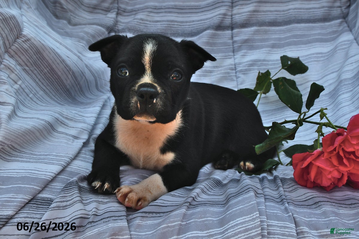 Boston Terrier dogs Thomas Black and White - Ad 1
