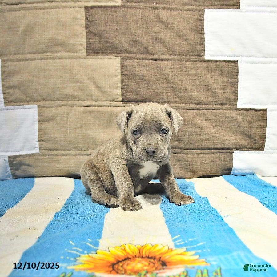 Cane Corso dogs Cara  - Ad 9